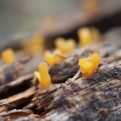 Calocera sp. at Curtin, ACT - 10 Apr 2022 09:00 AM