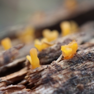 Calocera sp. at Curtin, ACT - 10 Apr 2022 09:00 AM