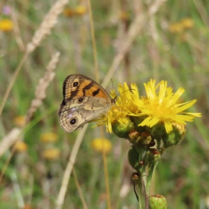 Heteronympha cordace at Paddys River, ACT - 16 Feb 2023