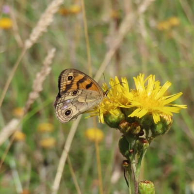 Heteronympha cordace (Bright-eyed Brown) at Namadgi National Park - 15 Feb 2023 by MatthewFrawley