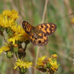 Heteronympha cordace at Paddys River, ACT - 16 Feb 2023