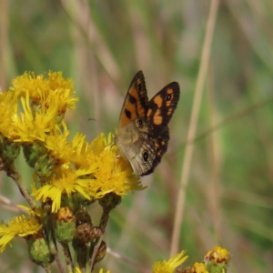 Heteronympha cordace at Paddys River, ACT - 16 Feb 2023