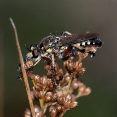 Thereutria amaraca (Spine-legged Robber Fly) at Wingecarribee Local Government Area - 13 Feb 2023 by Aussiegall
