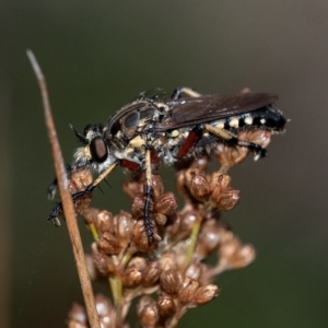 Thereutria amaraca at Penrose, NSW - 13 Feb 2023