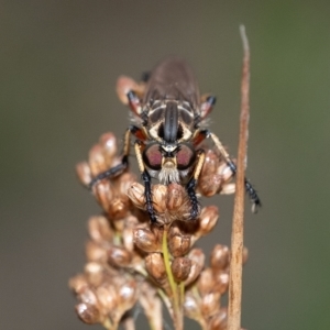 Thereutria amaraca at Penrose, NSW - 13 Feb 2023