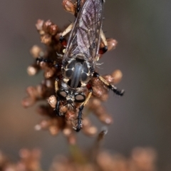 Thereutria amaraca at Penrose, NSW - 13 Feb 2023