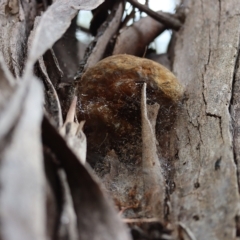 Phellinus sp. (non-resupinate) (A polypore) at Oakey Hill - 9 Apr 2022 by CanberraFungiGroup