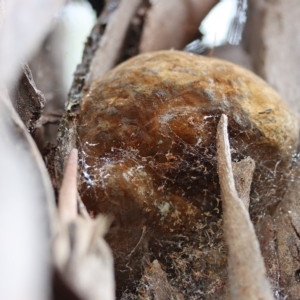 Phellinus sp. (non-resupinate) at Lyons, ACT - 10 Apr 2022