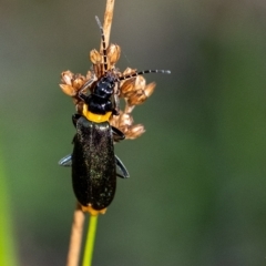 Chauliognathus lugubris (Plague Soldier Beetle) at Penrose - 13 Feb 2023 by Aussiegall