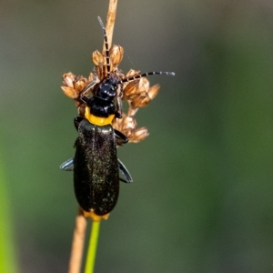 Chauliognathus lugubris at Penrose, NSW - 13 Feb 2023