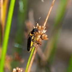 Chauliognathus lugubris at Penrose, NSW - 13 Feb 2023