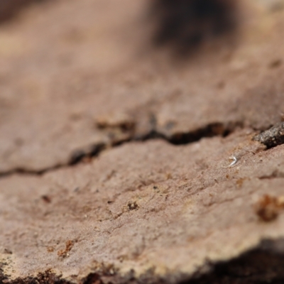 Hymenochaete at Oakey Hill - 10 Apr 2022 by CanberraFungiGroup