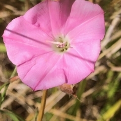 Convolvulus angustissimus (Pink Bindweed) at Oakey Hill - 12 Feb 2023 by GregC