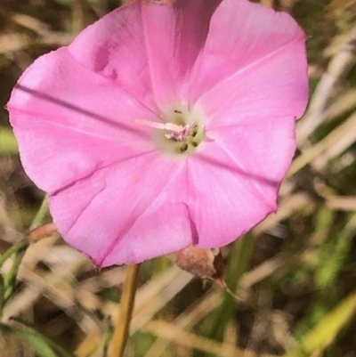 Convolvulus angustissimus (Pink Bindweed) at Oakey Hill - 12 Feb 2023 by GregC