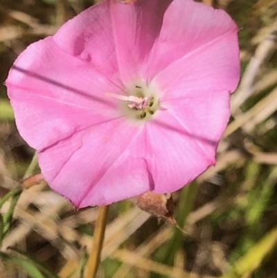 Convolvulus angustissimus (Pink Bindweed) at Lyons, ACT - 12 Feb 2023 by GregC