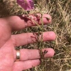 Convolvulus angustissimus at Lyons, ACT - 12 Feb 2023