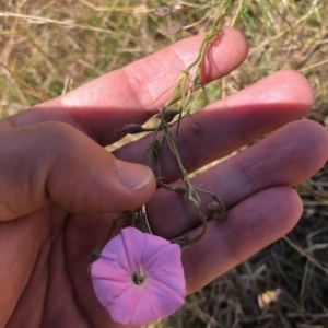 Convolvulus angustissimus at Lyons, ACT - 12 Feb 2023 11:40 AM