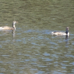 Tachybaptus novaehollandiae (Australasian Grebe) at Isaacs Ridge - 15 Feb 2023 by Mike