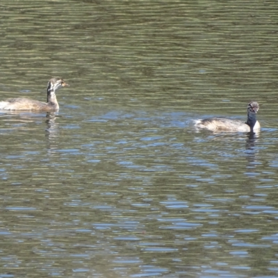 Tachybaptus novaehollandiae (Australasian Grebe) at Isaacs, ACT - 15 Feb 2023 by Mike