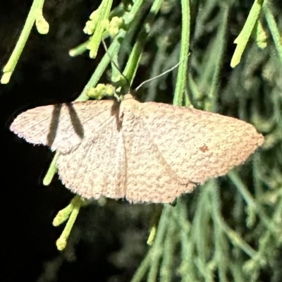 Epicyme rubropunctaria (Red-spotted Delicate) at Ainslie, ACT - 11 Feb 2023 by Pirom