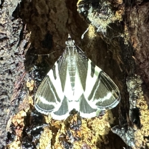 Phrataria bijugata at Ainslie, ACT - 11 Feb 2023 08:15 PM