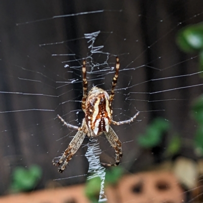 Plebs bradleyi (Enamelled spider) at Watson, ACT - 14 Feb 2023 by abread111