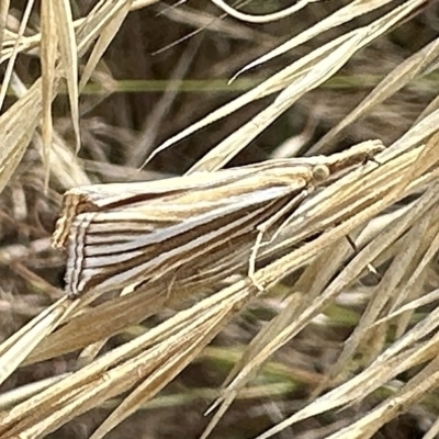 Hednota species near grammellus (Pyralid or snout moth) at Mount Ainslie - 13 Feb 2023 by Pirom