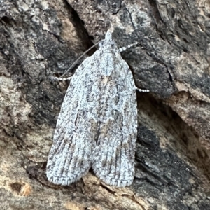 Thrincophora inconcisana at Corroboree Park - 10 Feb 2023