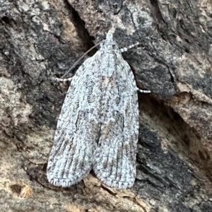 Scoparia (genus) at Ainslie, ACT - 10 Feb 2023