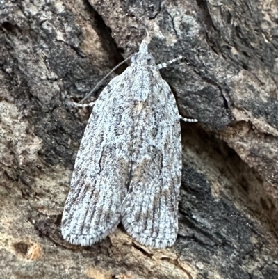 Scoparia (genus) (Unidentified Scoparia moths) at Ainslie, ACT - 10 Feb 2023 by Pirom