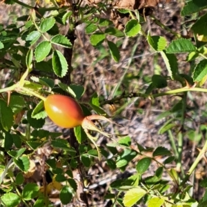 Rosa rubiginosa at Watson, ACT - 16 Feb 2023