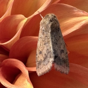 Australothis rubrescens at Paddys River, ACT - 15 Feb 2023