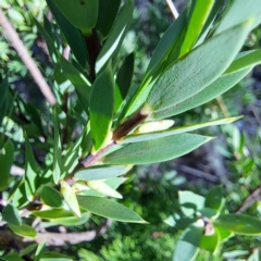 Styphelia triflora (Five-corners) at Watson, ACT - 16 Feb 2023 by abread111