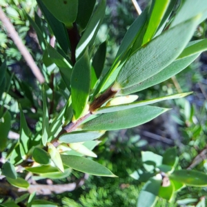 Styphelia triflora at Watson, ACT - 16 Feb 2023 09:51 AM