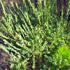 Styphelia triflora at Watson, ACT - 16 Feb 2023 09:51 AM