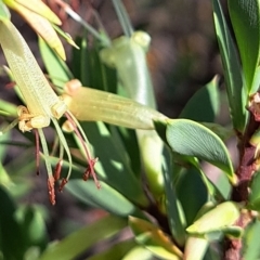 Styphelia triflora (Five-corners) at Watson, ACT - 15 Feb 2023 by abread111