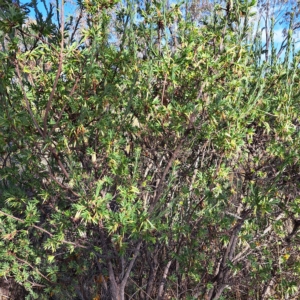 Styphelia triflora at Watson, ACT - 16 Feb 2023