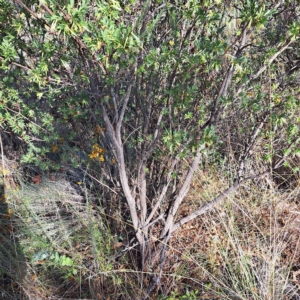 Styphelia triflora at Watson, ACT - 16 Feb 2023