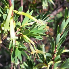 Styphelia triflora at Watson, ACT - 16 Feb 2023 09:18 AM