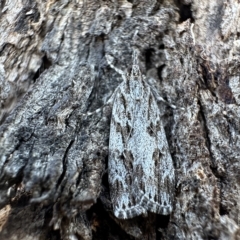 Scoparia favilliferella (A Pyralid moth) at Mount Ainslie - 16 Feb 2023 by Pirom