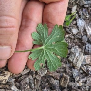 Geranium solanderi var. solanderi at Hackett, ACT - 16 Feb 2023 11:08 AM