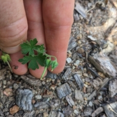 Geranium solanderi var. solanderi at Hackett, ACT - 16 Feb 2023 11:08 AM