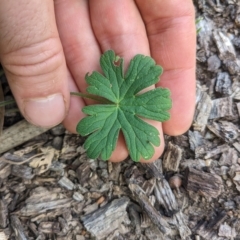 Geranium solanderi var. solanderi at Hackett, ACT - 16 Feb 2023 11:08 AM