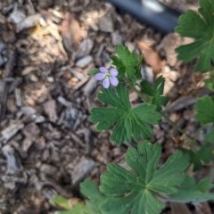 Geranium solanderi var. solanderi at Hackett, ACT - 16 Feb 2023