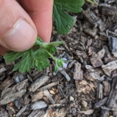 Geranium solanderi var. solanderi at Hackett, ACT - 16 Feb 2023 11:08 AM