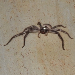 Isopeda canberrana (Canberra Huntsman Spider) at Lions Youth Haven - Westwood Farm A.C.T. - 16 Feb 2023 by HelenCross