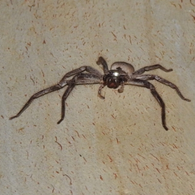 Isopeda canberrana (Canberra Huntsman Spider) at Lions Youth Haven - Westwood Farm - 16 Feb 2023 by HelenCross
