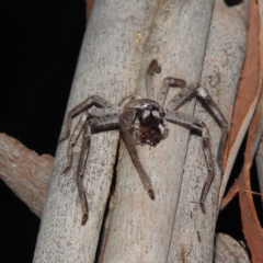 Isopeda canberrana at Lions Youth Haven - Westwood Farm A.C.T. - 16 Feb 2023