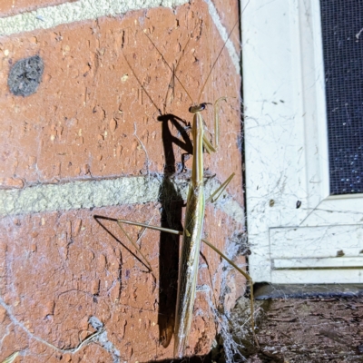 Tenodera australasiae (Purple-winged mantid) at Lions Youth Haven - Westwood Farm - 16 Feb 2023 by HelenCross