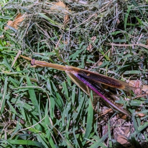 Tenodera australasiae at Kambah, ACT - 16 Feb 2023